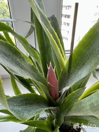 Бильбергия