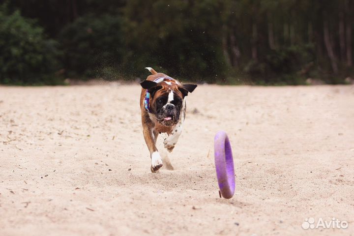 Фотограф-анималист