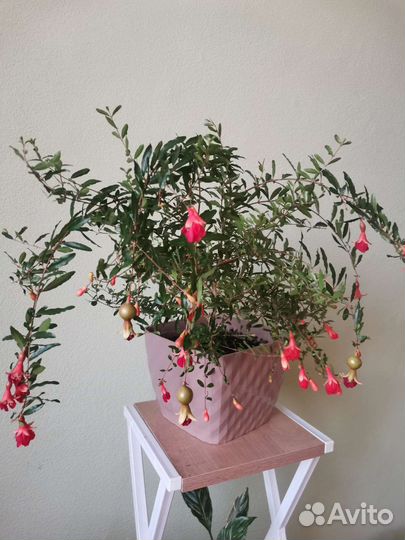 Гранат пуника