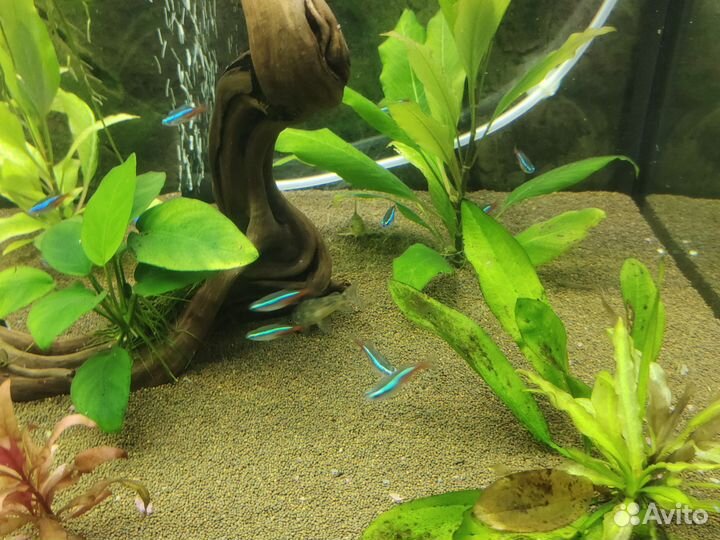 Аквариумные рыбки