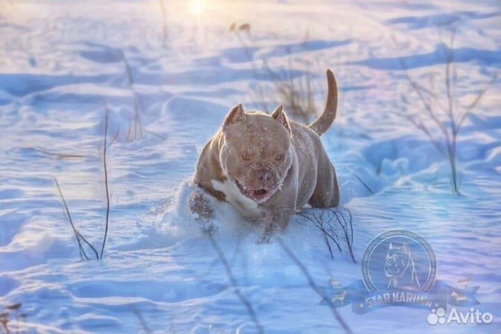 Американский булли вязка & щенки