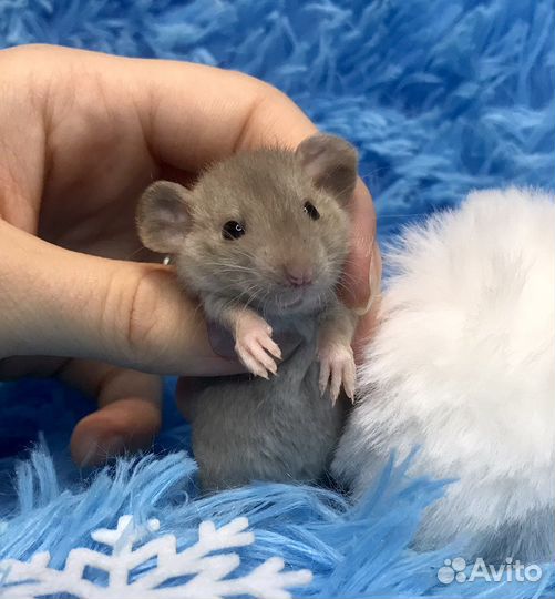 Крысята Дамбо рыжики вельветин и стандарт