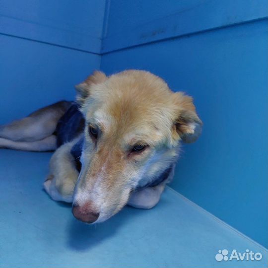 Аленка. Несчастная собака