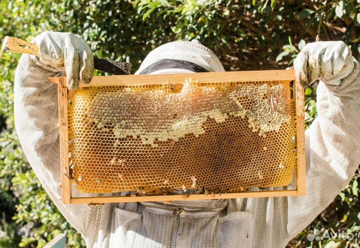 2024 Мёд натуральный из Алтая опт