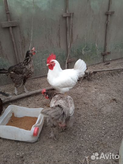Молодые породистые петухи
