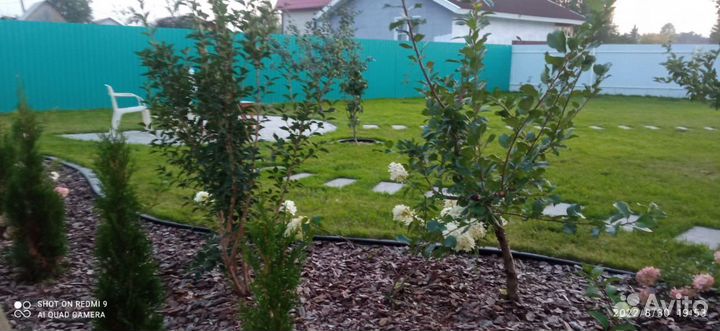 Семена газонной травы