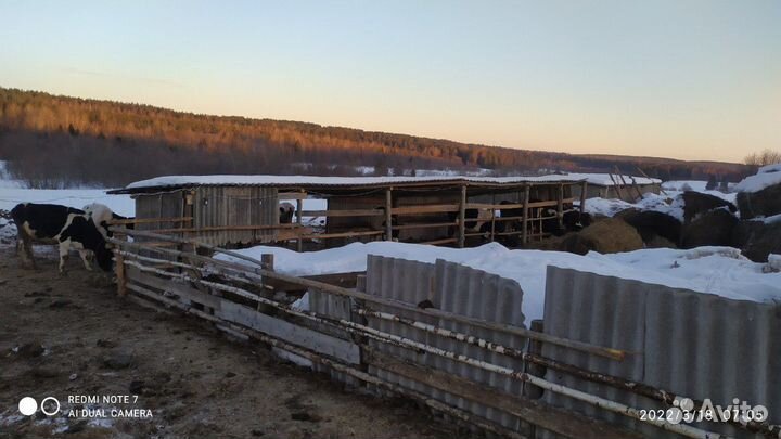 Животноводческая ферма продаю