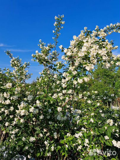 Саженцы махрового жасмина