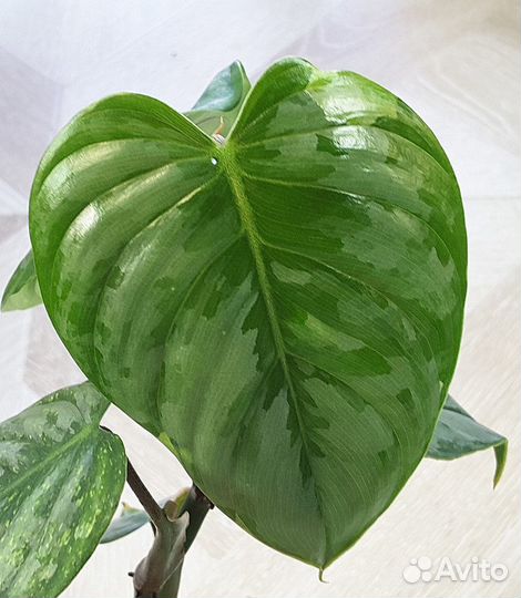 Филодендрон Орнатум