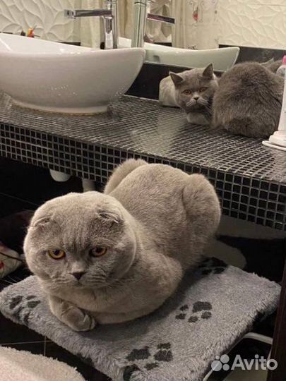 Шотландские котята с документами