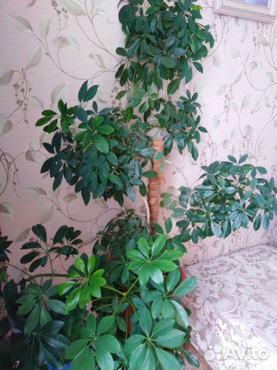 Комнатный цветы шефлера