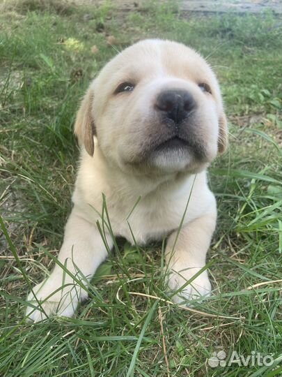 Лабрадор ретривер щенки
