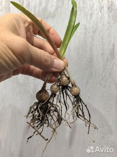 Гиппеаструм. Гибридные сеянцы