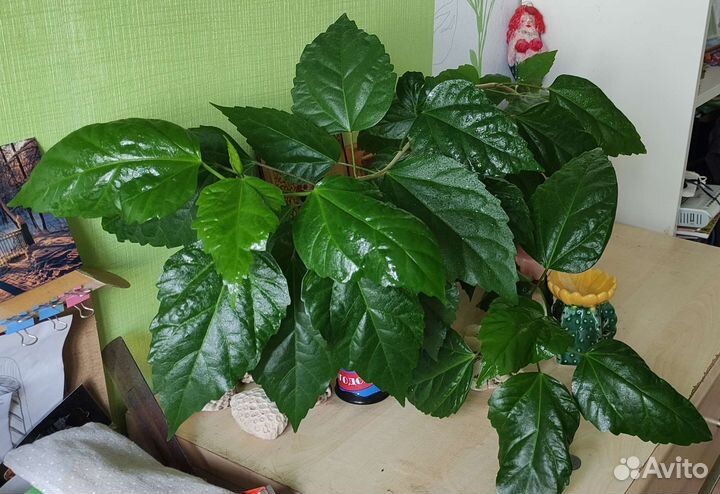 Комнатная роза