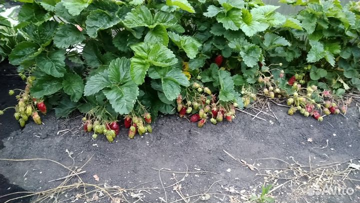 Рассада виктории Фестивальная и Купчиха