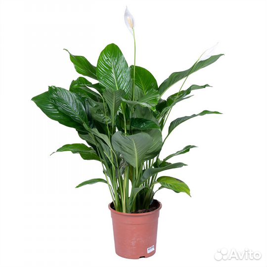 Растения для дома