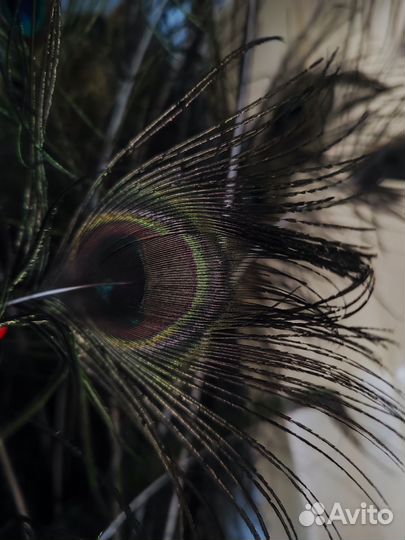 Павлиньи перья