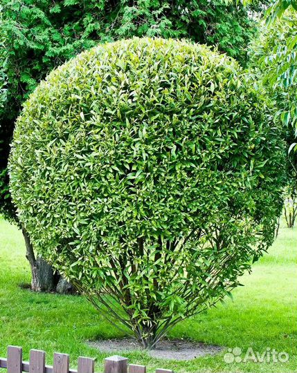 Саженцы Ивы