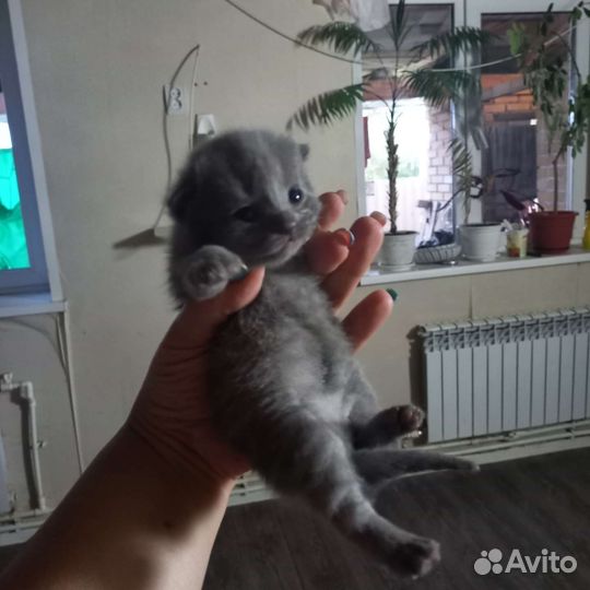 Британские котята