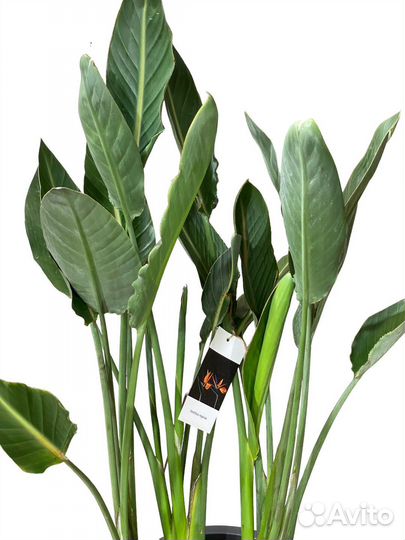 Стрелиция королевская Регина 135 см