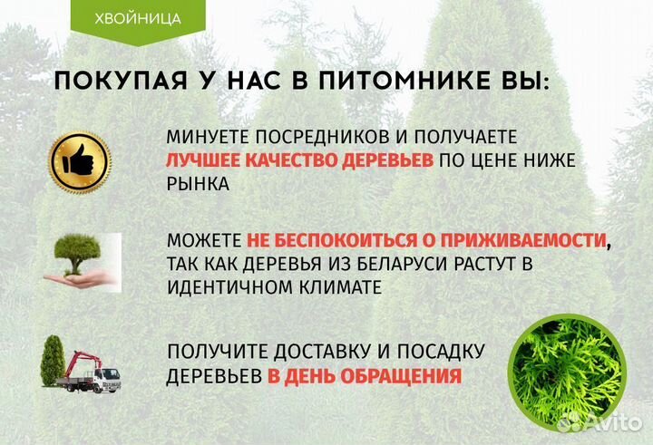 Туя Экстра качества Смарагд,Брабант,Колумна 2,8 м