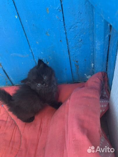 Чистокровные котята дворянской породы