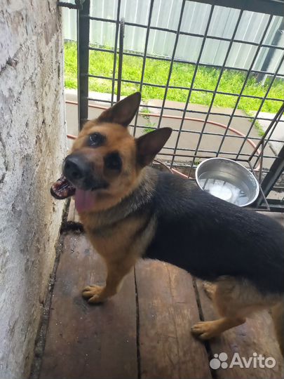 Немецкая овчарка