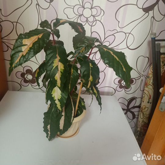 Комнатные цветы