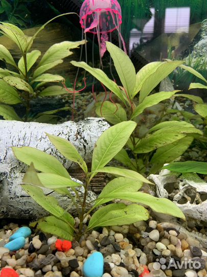 Лимонник, мох в аквариум