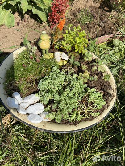 Многолетники для сада ю/з район