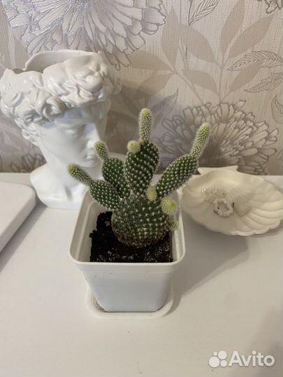 Суккуленты (Хавортия, седум, крассула, гастерия.)