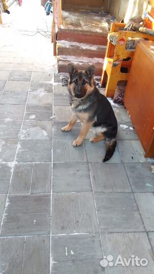 Кабель немецкой овчарки ищет вторую половинку