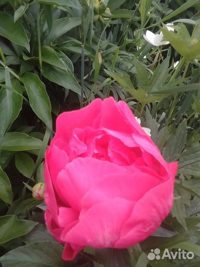 Срезка пионов