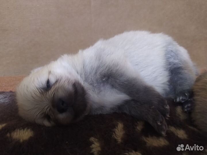 Щенки от двух прекрасных немецких мини-шпицев