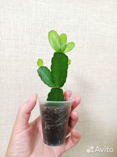 Рипсалидопсис укоренённые черенки