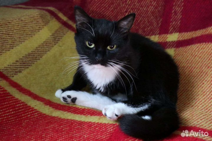 Кошки в добрые руки