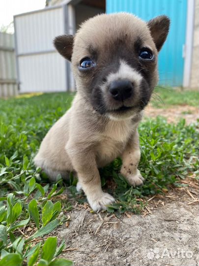 Отдам щенят в добрые руки