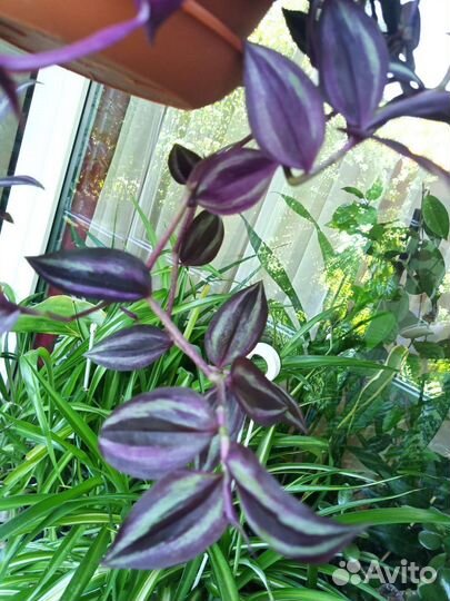 Традесканция зебрина