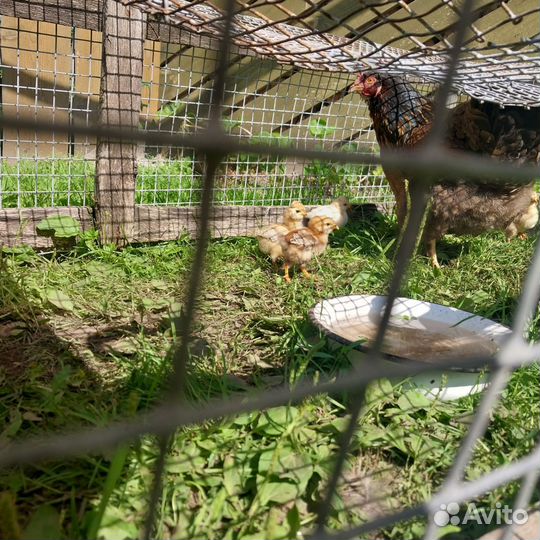 Хохлатые куры