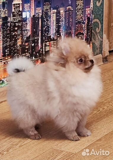 Шикарные парни