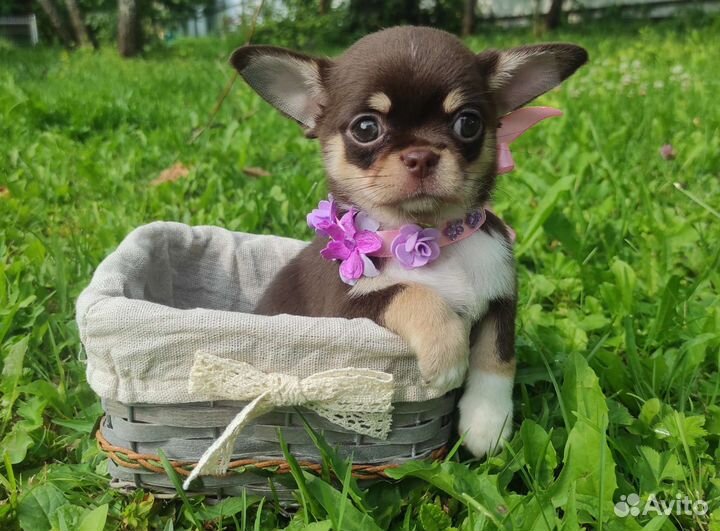 Щенки Чихуахуа. Лиловый и шоколад