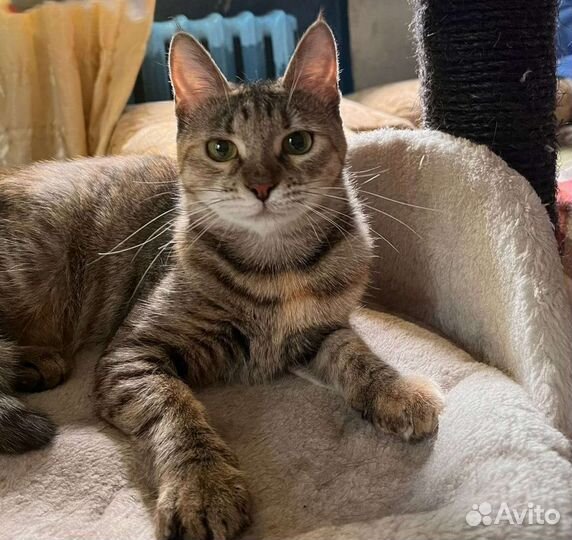 Кошки в добрые руки бесплатно