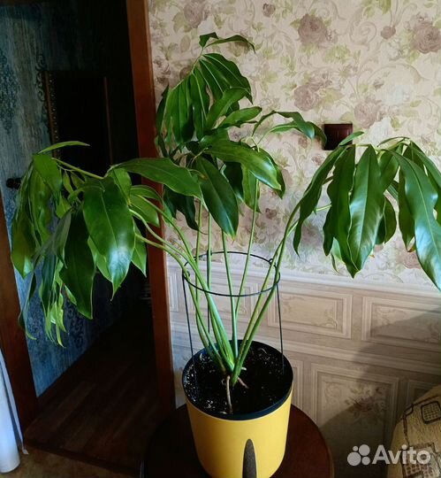 Филодендрон Фан Бан (гвелди). Растения для офиса