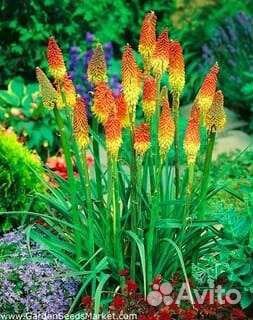 Макалея, Книфофия,Физостегия