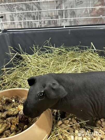 Морская свинка скинни