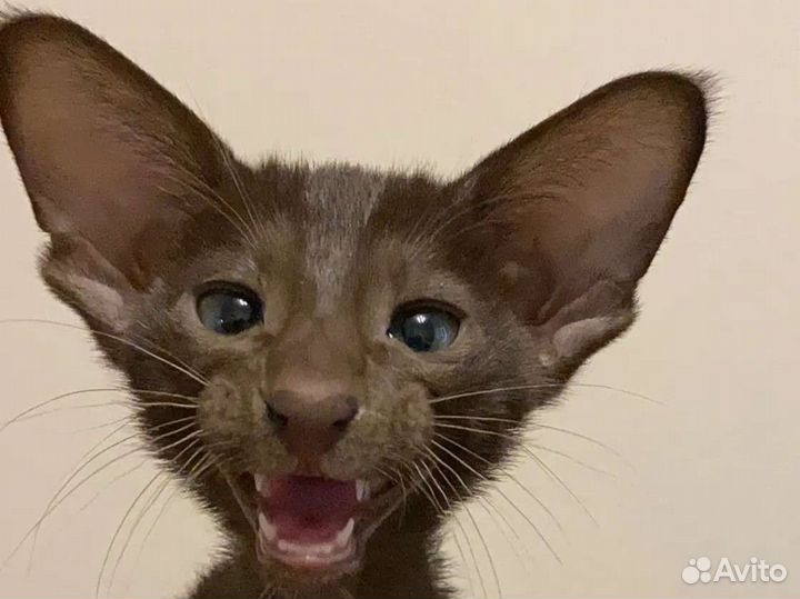 Ориентальные котята с документами