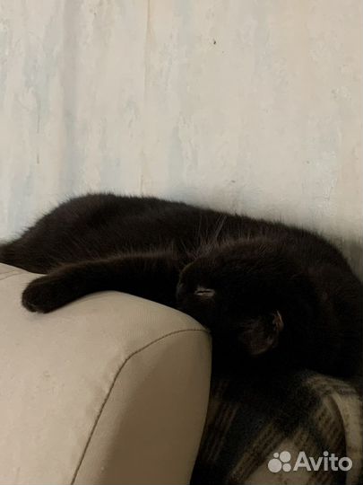 Британская кошка бесплатно