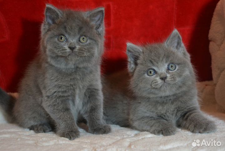 Британцы голубые