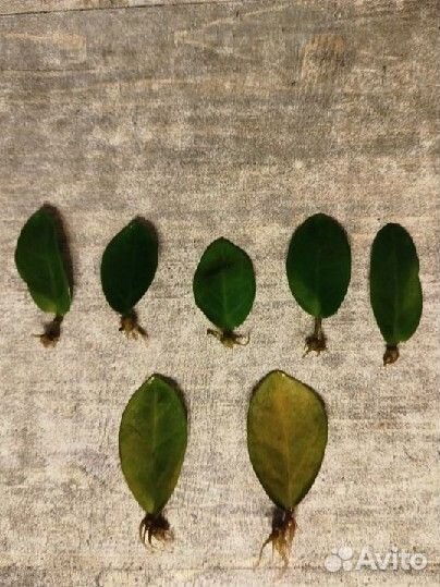 Замиокулькас мидори