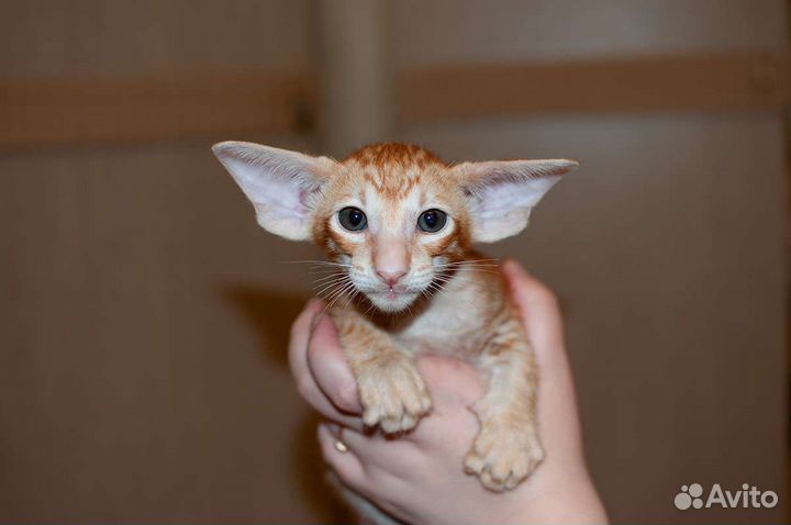 Шикарный ориентальный котик